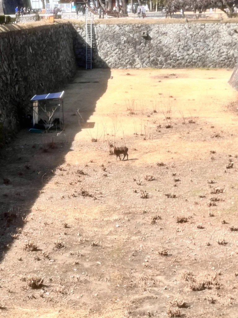 堀の中にいる鹿